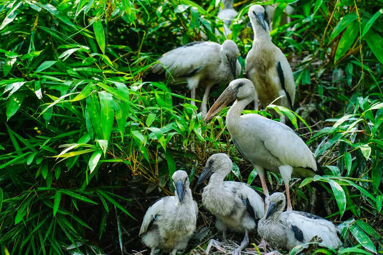 Birdwatching in Thattekad Bird Sanctuary, Kerala