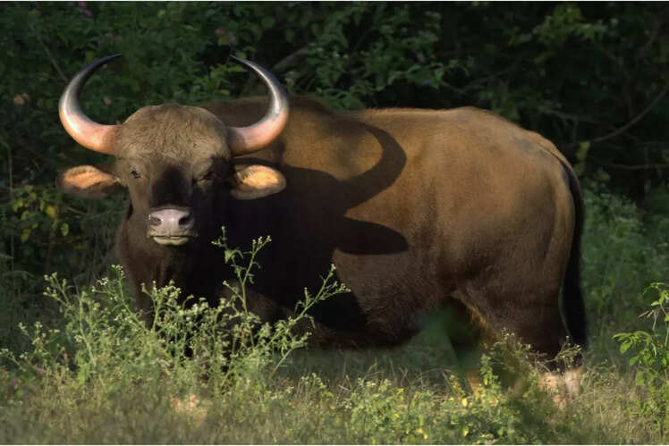 Safari in Nagarhole National Park, Karnataka