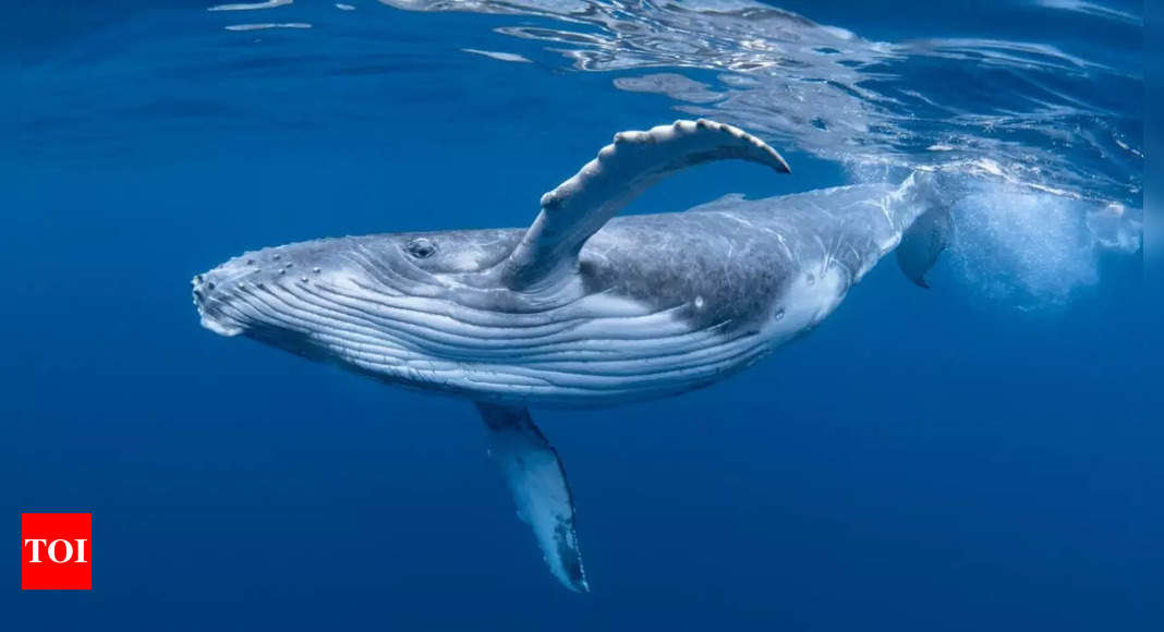 Watch: Kayaker gets briefly swallowed by humpback whale in jaw-dropping footage