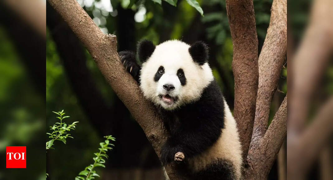 Panda tourism: Hong Kong hopes to boost tourism with debut of six panda ...