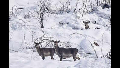 City researchers highlight key conservation factors for Kashmir hangul