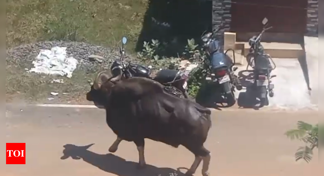 Indian gaur strays into Thanjavur city