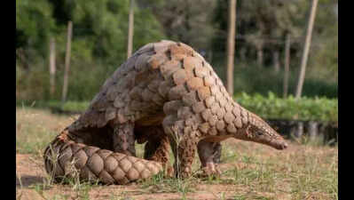 AP works on conservation of pangolins
