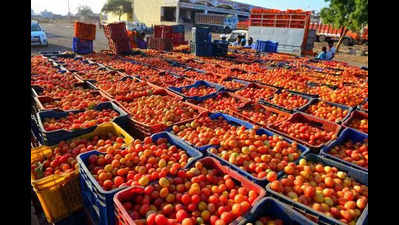 Farmers in crisis in Andhra Pradesh as tomato price plummets