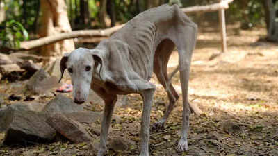Over 200 animals rescued from illegal pet shop