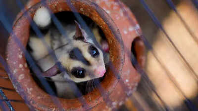 Over 200 animals rescued from illegal pet shop