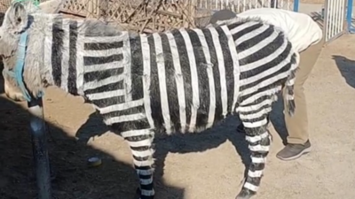 Chinese zoo caught red-handed (and black-striped) after painting donkeys as zebras