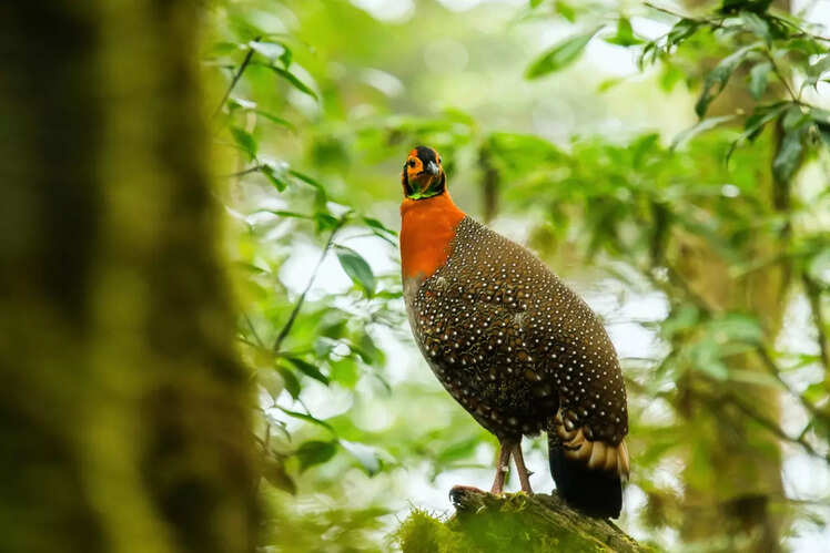 Ntangki National Park, Nagaland