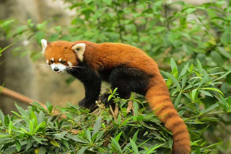 Dibang Wildlife Sanctuary, Arunachal Pradesh