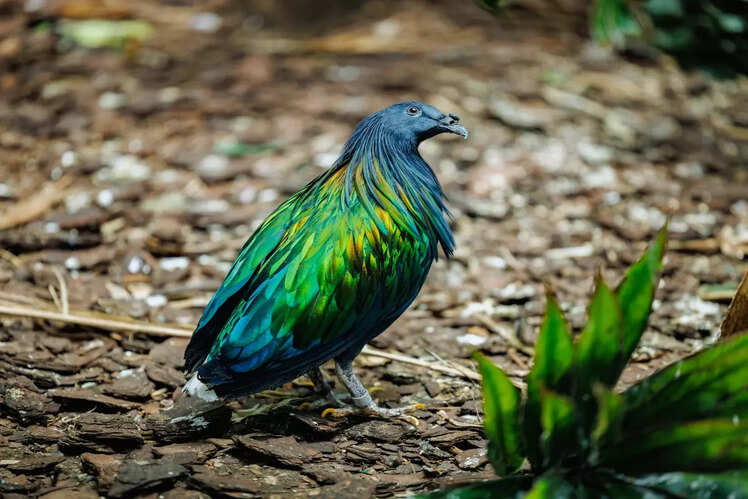 Great Nicobar Biosphere Reserve, Andaman & Nicobar Islands