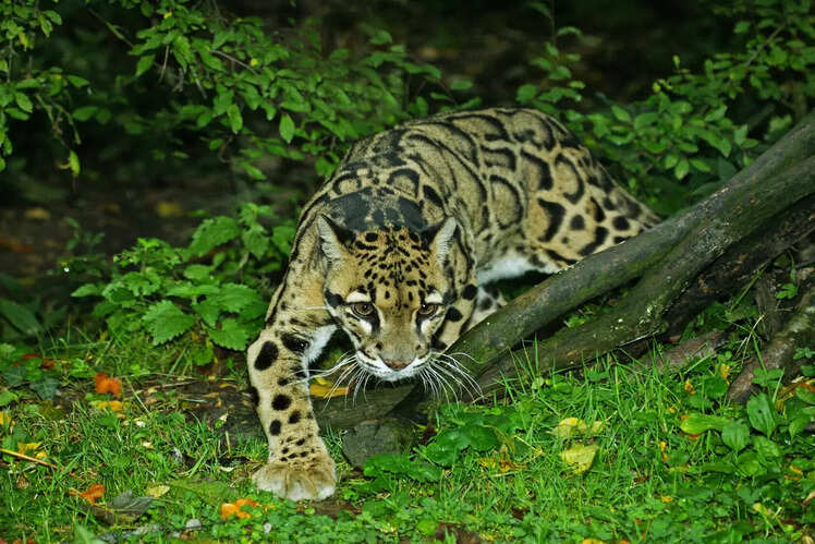 Namdapha National Park, Arunachal Pradesh