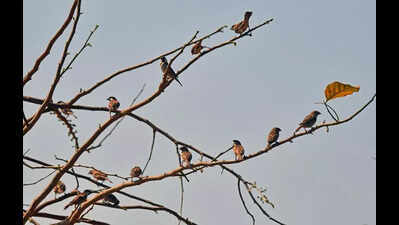 Bird race to be held today across MMR in new avatar