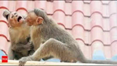 Karnataka extends free monkey fever treatment to all; vaccine by next year