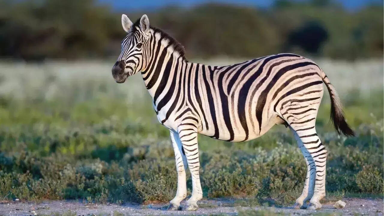 Zebra Baby Name Indian