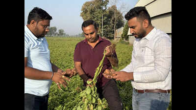 Potato paradise: How agriculture grads put Dolpur Kampa on the map