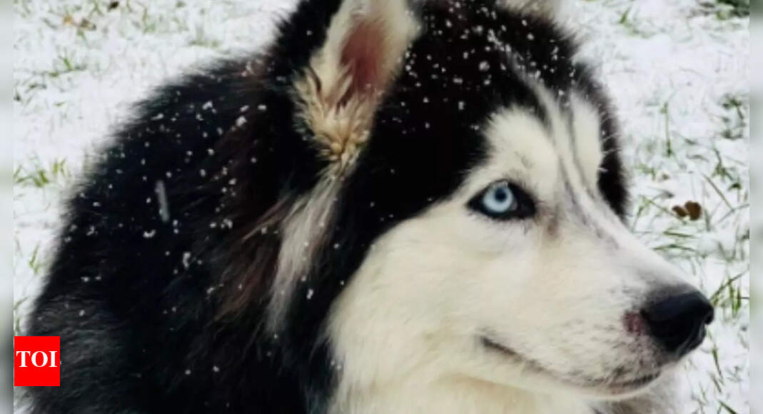 Rescue dog experiences snow for the first time, and his reaction is ...
