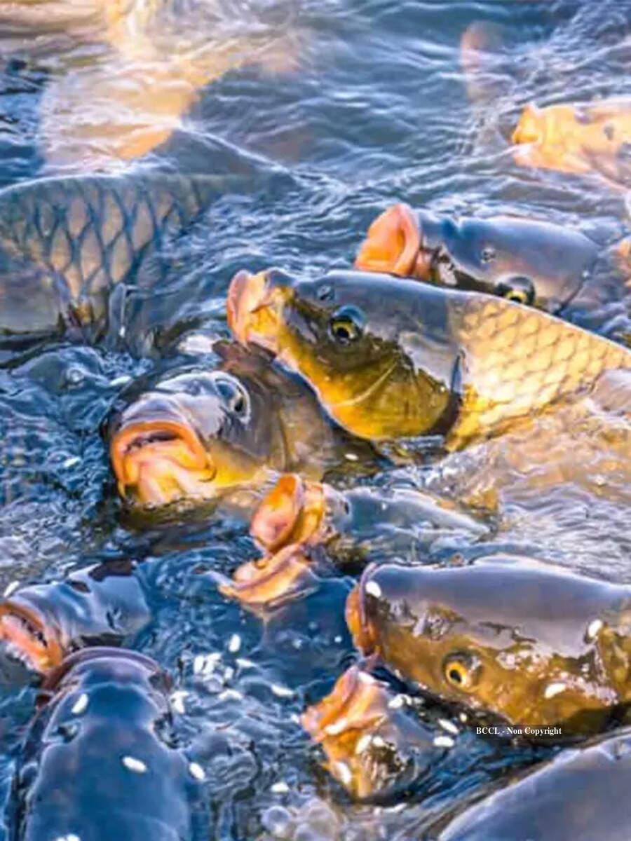 10 popular fishes of Indian rivers | Times of India