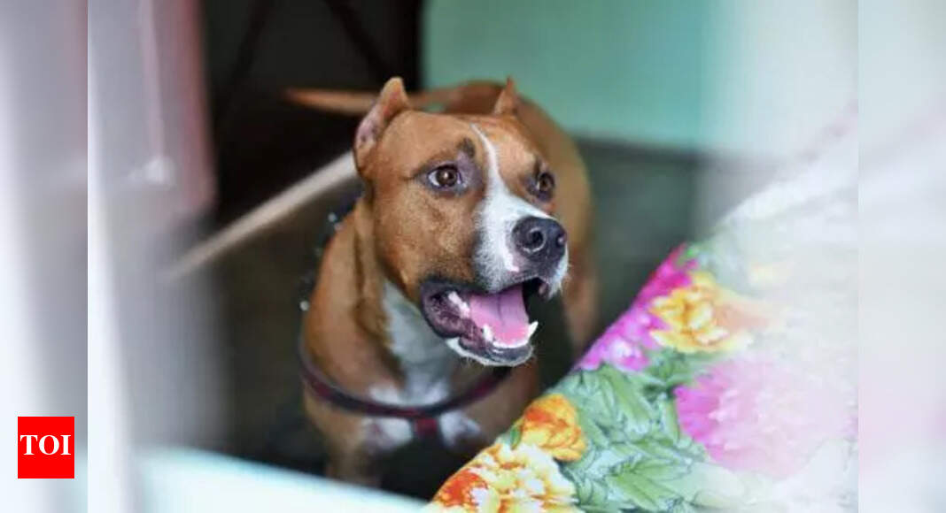 Zirakpur council in complete dark over ‘dangerous’ breeds of pets | Chandigarh News