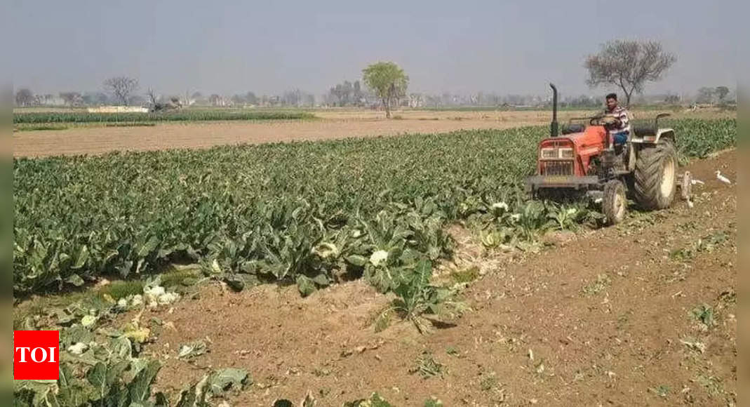 Cauliflower selling at Rs 1/kg, upset farmers run tractors over standing crops