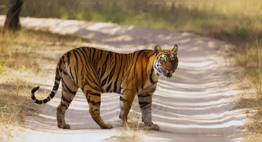 From tigers to cheetahs: 8 best wildlife experiences in Madhya Pradesh ...