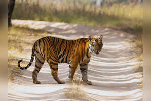 From tigers to cheetahs: 8 best wildlife experiences in Madhya Pradesh for March