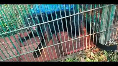 Black panther captured in Tinsukia