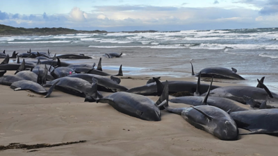 'Absolutely horrific': More than 150 false killer whales stranded on Australian beach, 90 euthanised