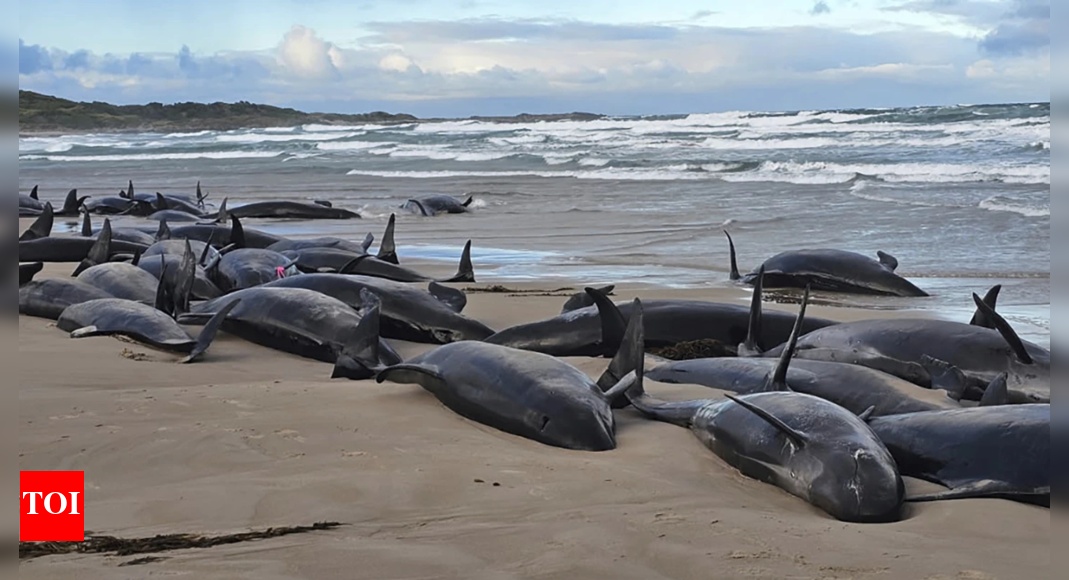 'Absolutely horrific': More than 150 false killer whales stranded on Australian beach