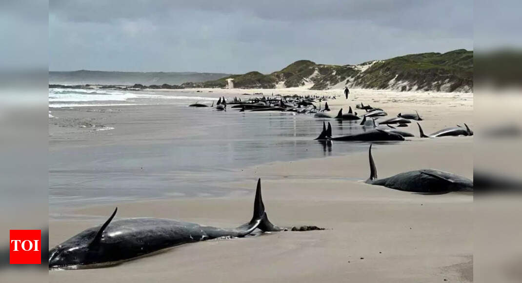 More than 150 killer whales stranded on THIS beach - The Times of India