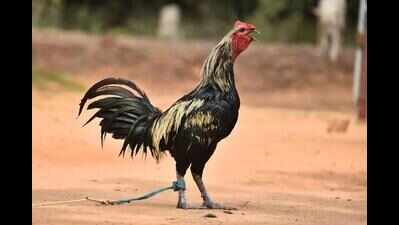 'Everyday at 3am': Man files complaint against rooster for disturbing his sleep