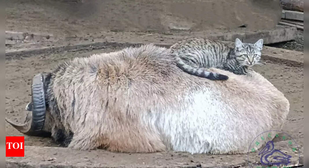 Odessa Zoo’s cat and sheep named ‘Couple of the Year 2025’ in Ukraine for their adorable bond