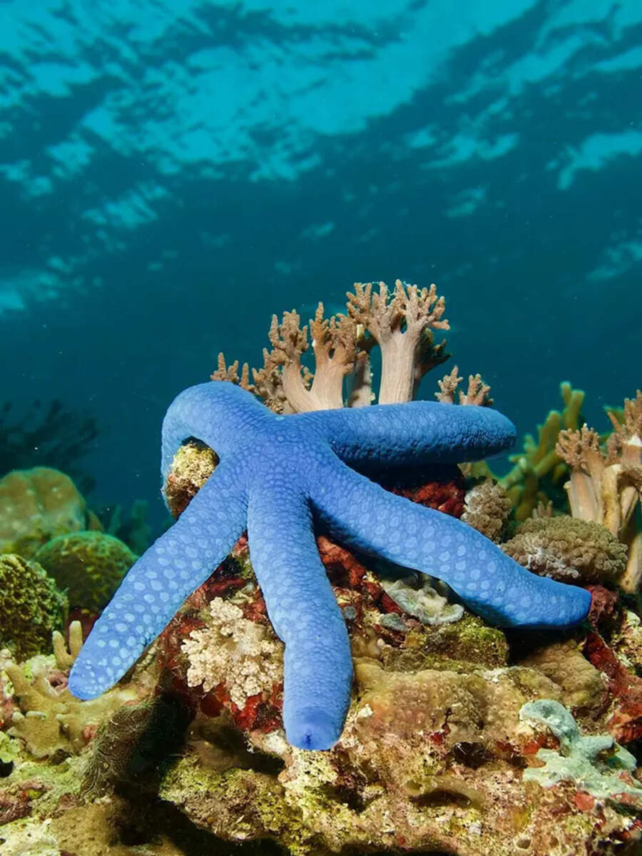 10 most breathtaking types of starfish | Times of India