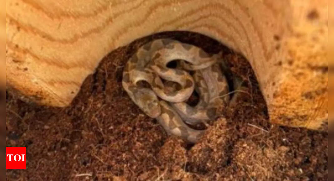 Venomous snake hiding in box of bananas shocks grocery worker; here's what happened next