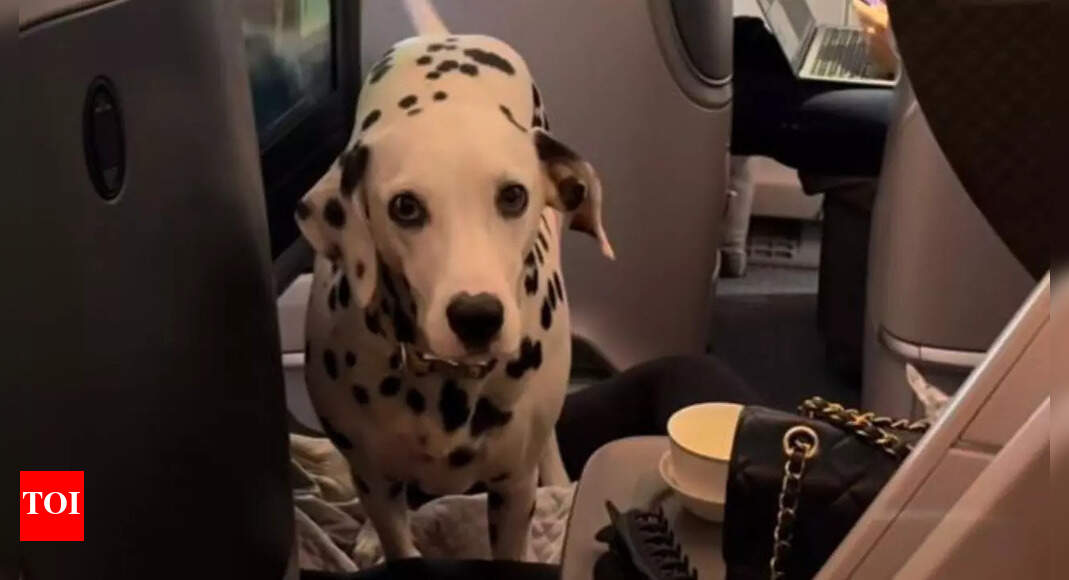 Watch: This dog flying in business class is the internet’s favourite video today!