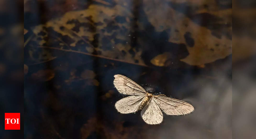 Teen dies after self-injecting butterfly remains; here's what happened