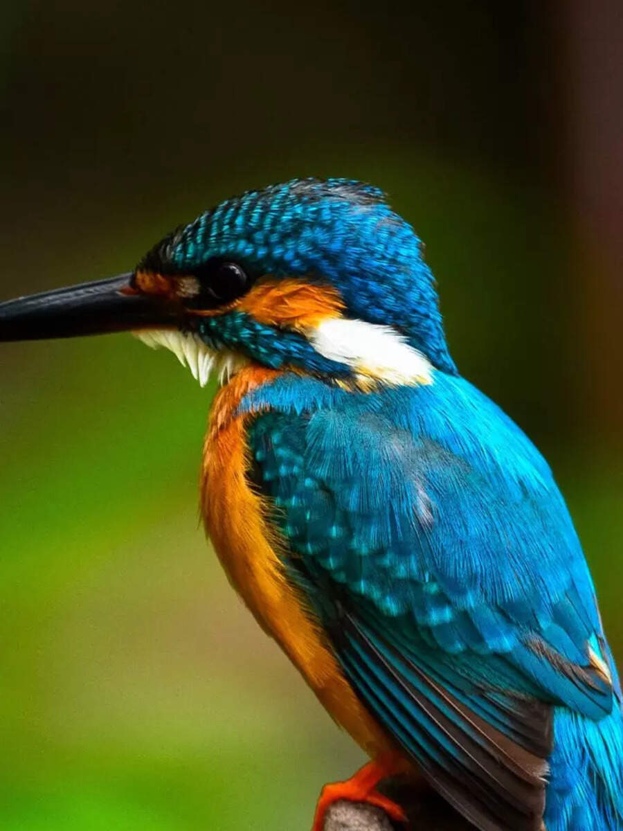 10 birds that are blue in colour | Times of India