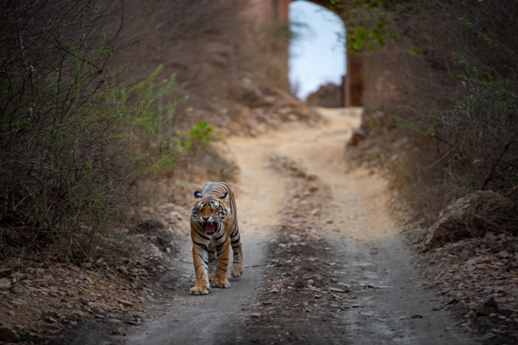 Ranthambore