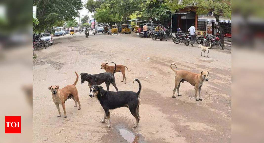 State to intensify its rabies control push, focus on borders