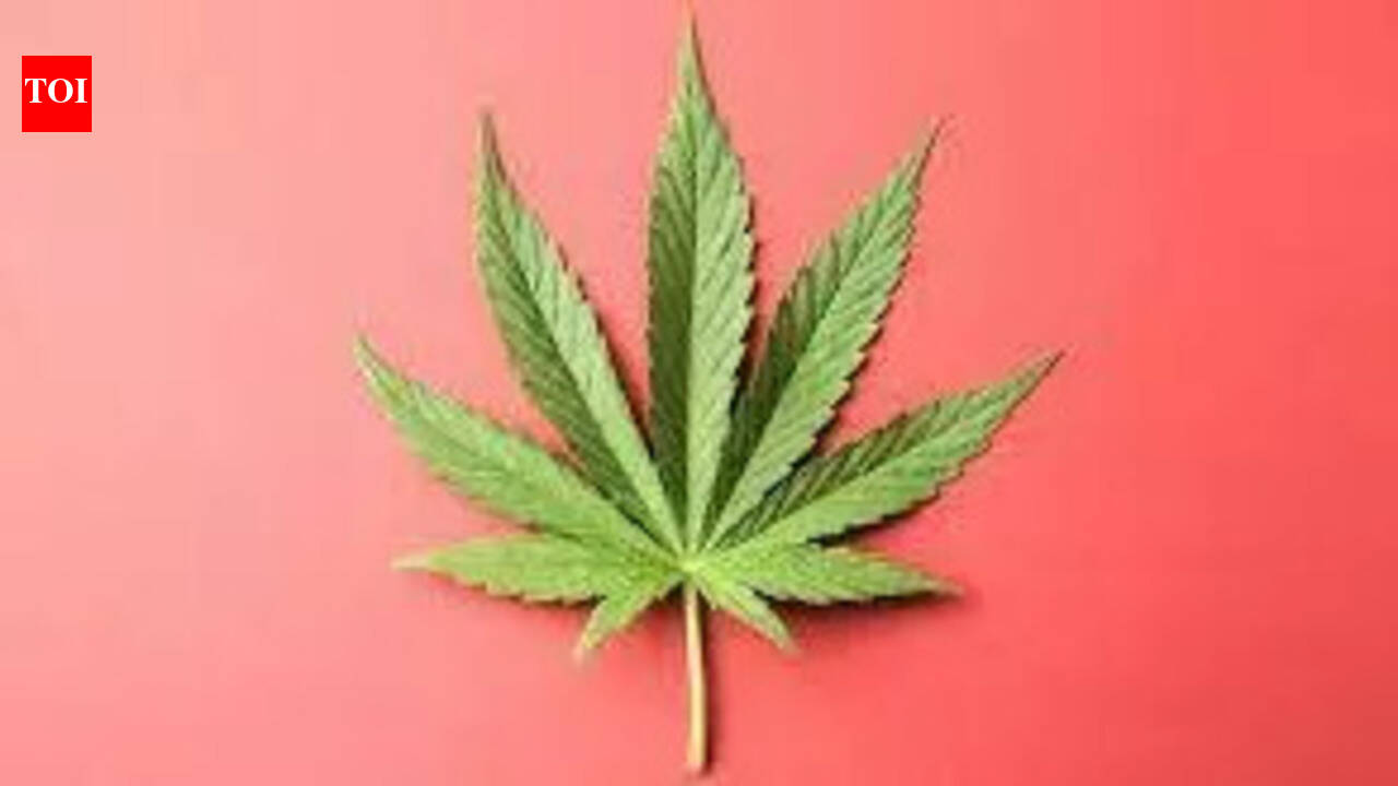 Interstate drug racket busted, 300 kg ganja seized from container ...