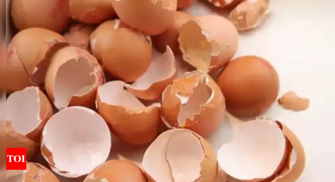 Tamil Nadu team patents tech to use eggshells to fix broken bones