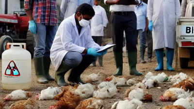 'Mysterious poultry disease kills 2,500 chickens in Telangana'