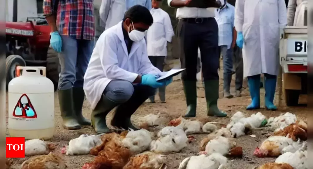 'Mysterious poultry disease kills 2,500 chickens in Telangana'