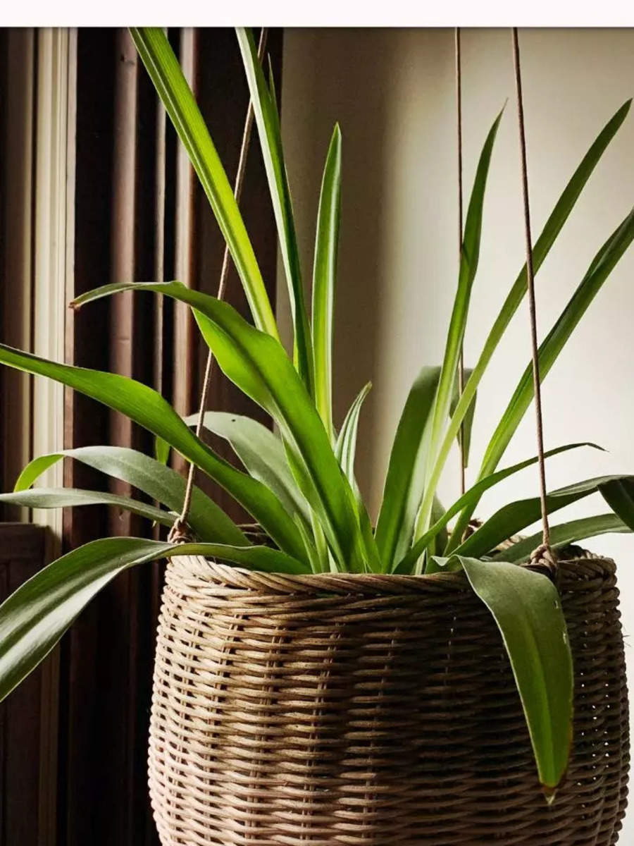 10 most easy-to-grow houseplants