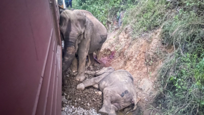 Six elephants killed after passenger train collides with wild herd in Sri Lanka