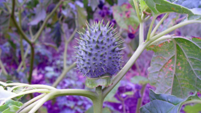 Know all about the benefits of the sacred plant Datura for hair growth