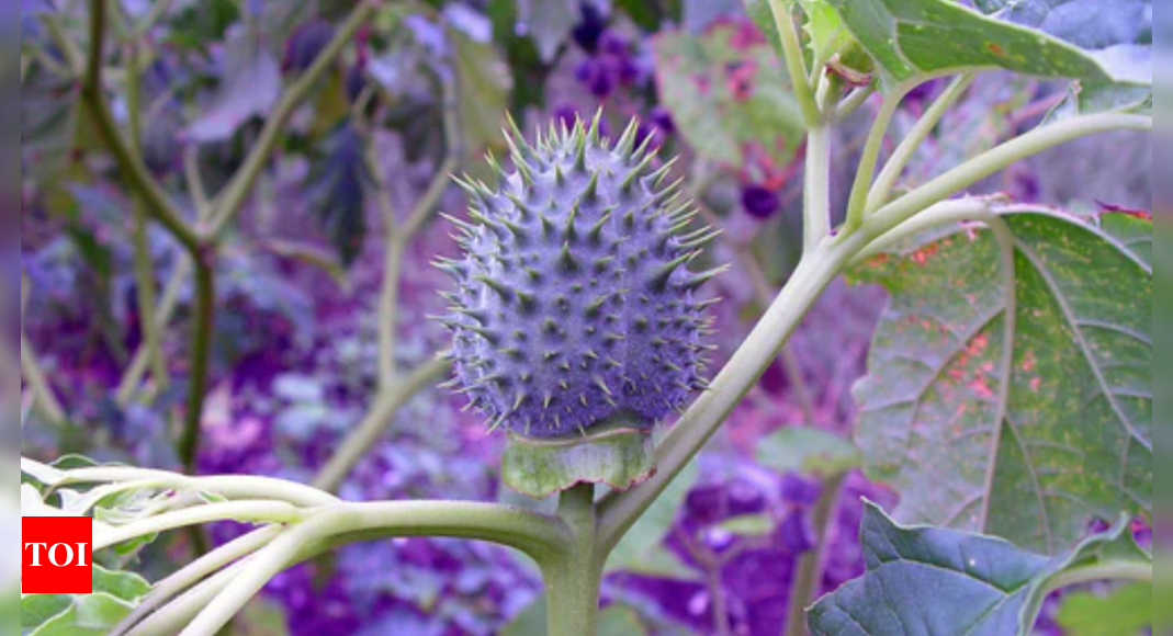 Know all about the benefits of the sacred plant Datura for hair growth