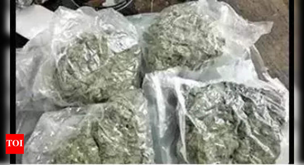 Police destroy over 30,000 kg confiscated cannabis | Vijayawada News ...