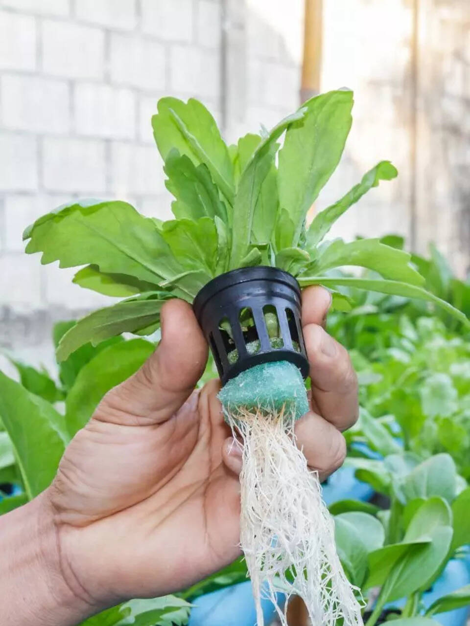 8 plants that can be grown hydroponically | Times of India