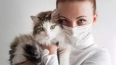 Humans may be passing bird flu to cats, says CDC study