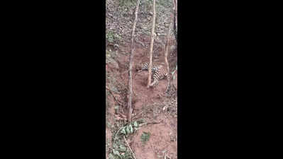 Leopard caught in snare dies; locals deplore delay in rescue | Mysuru ...